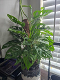 Monstera Adansonii