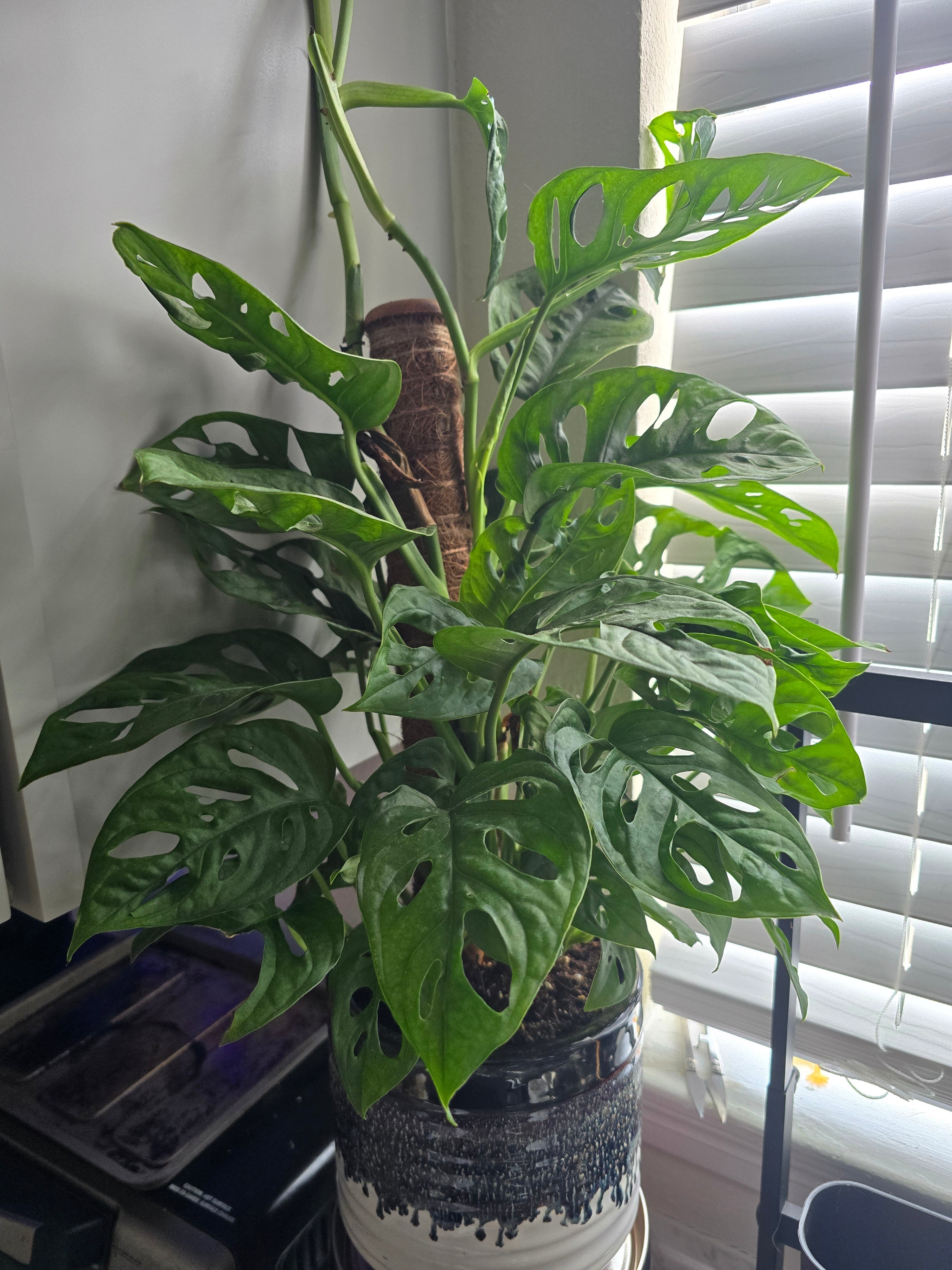 Monstera Adansonii