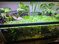 Pothos