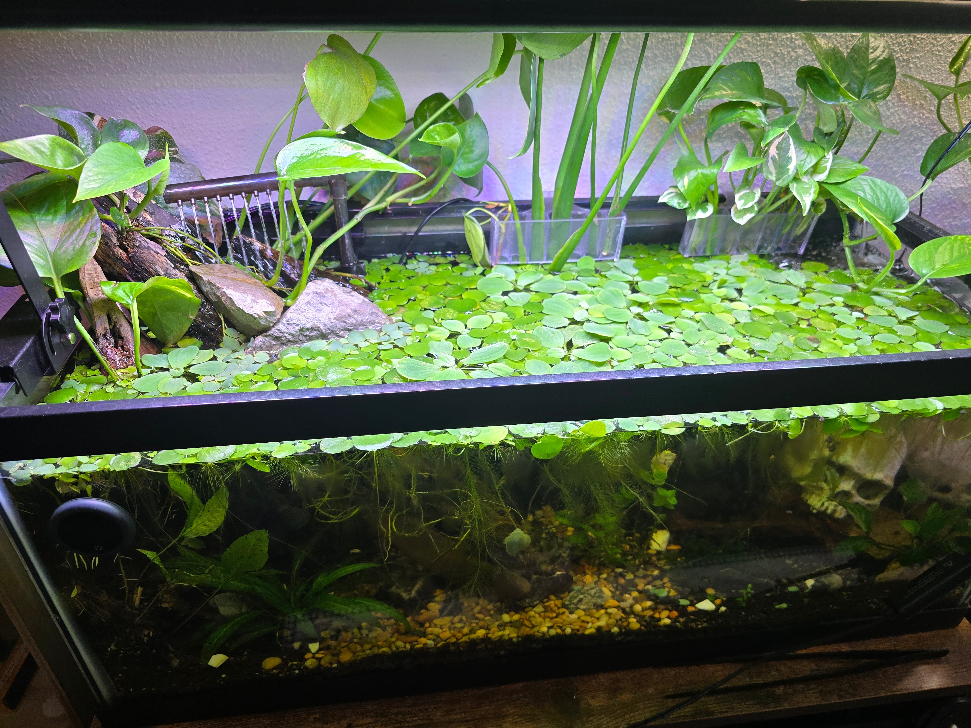 Pothos