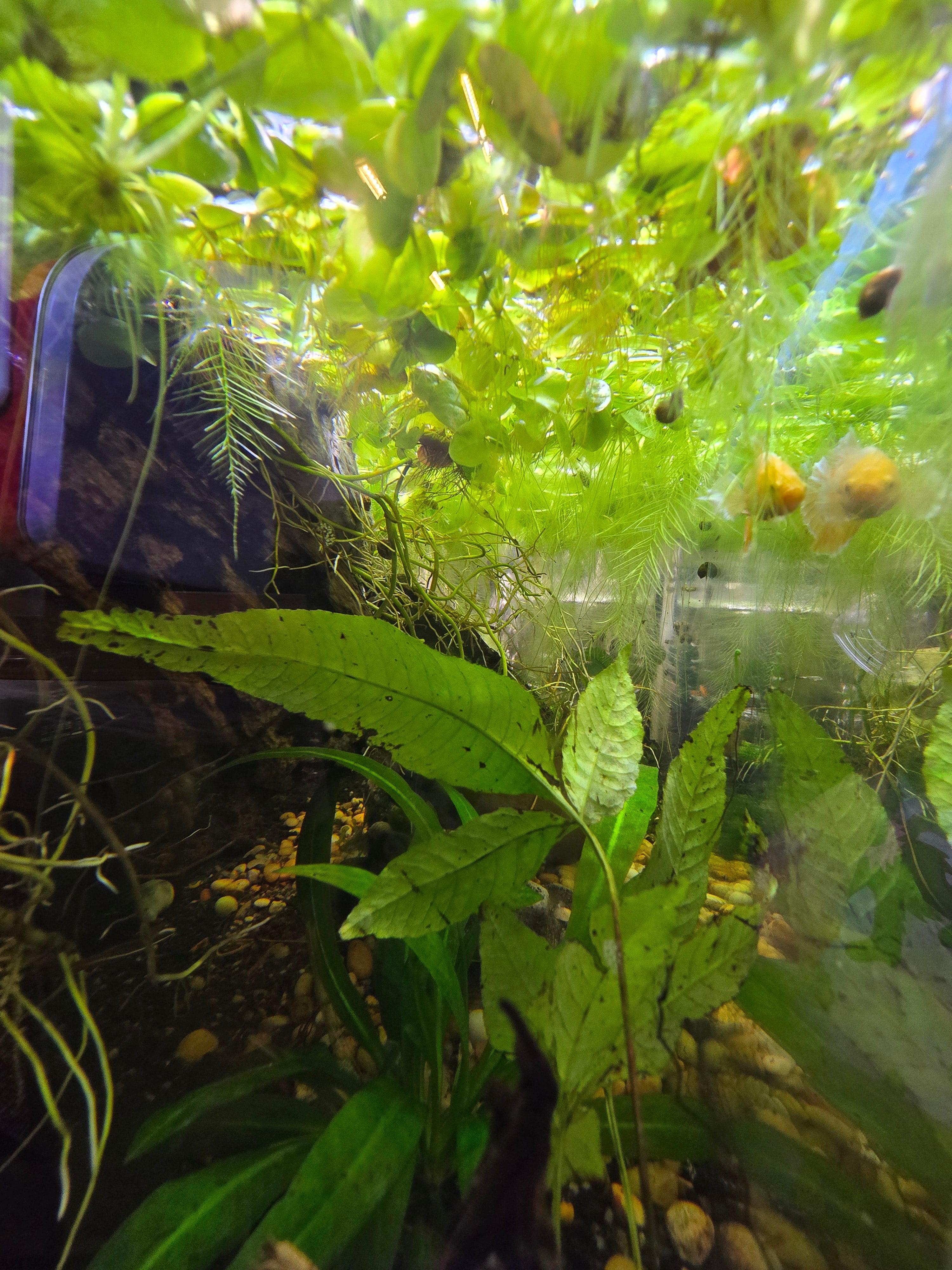 Dwarf Water Lettuce