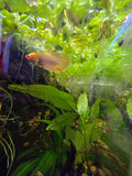 Amazon Frogbit