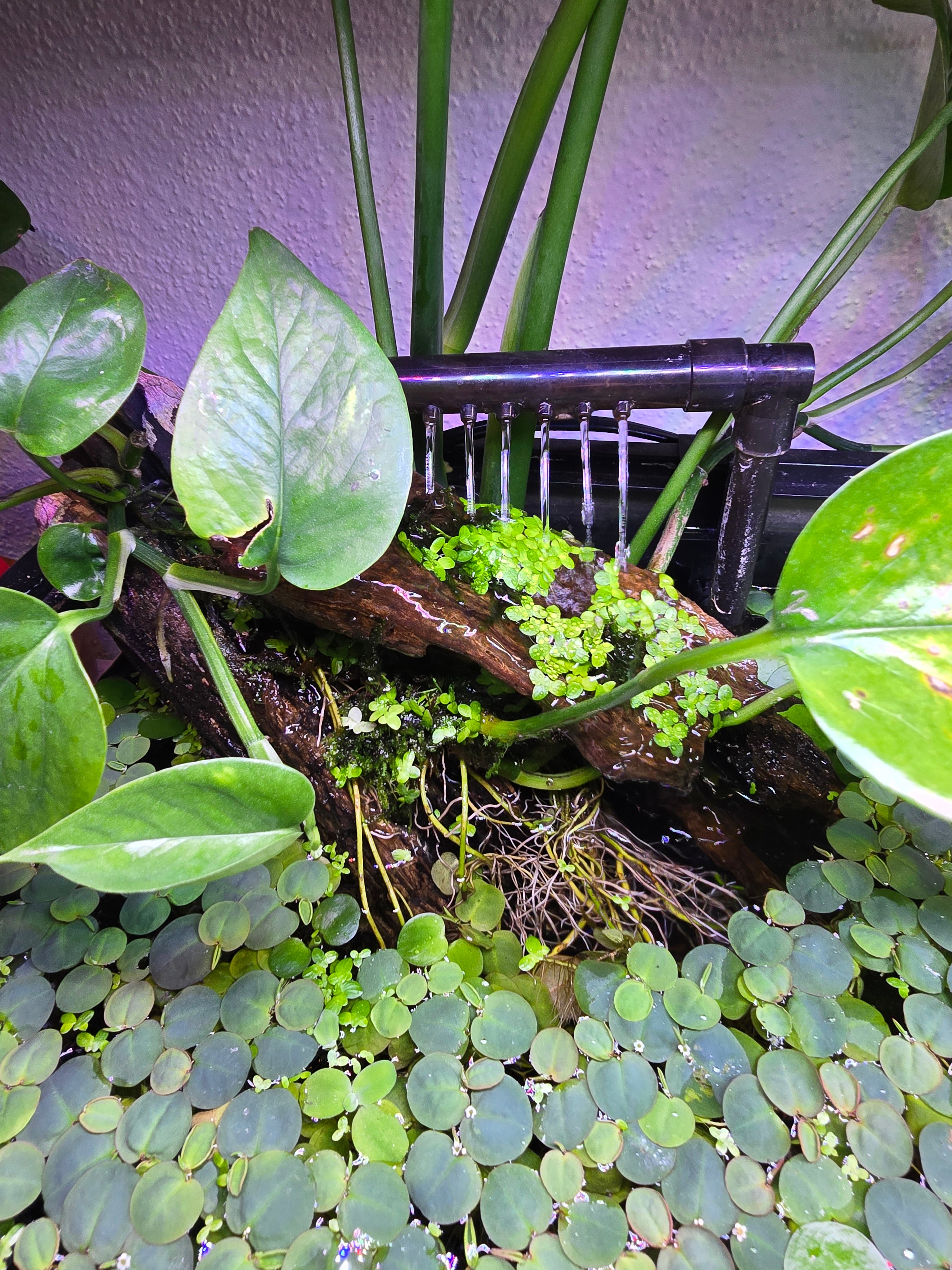 Red Root Floaters