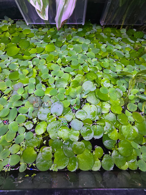 Amazon Frogbit