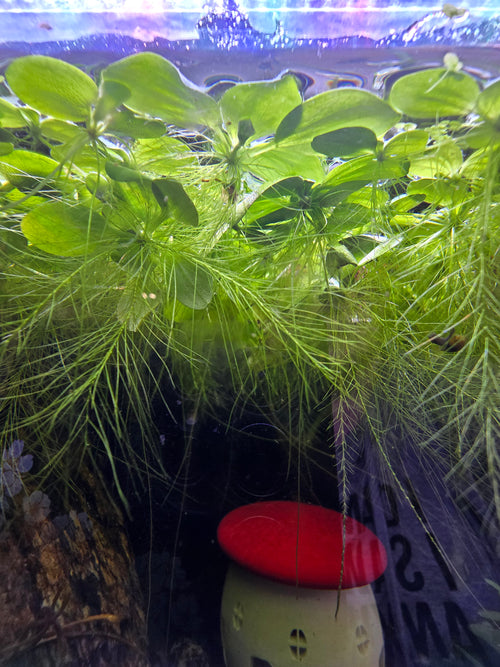Dwarf Water Lettuce
