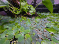 Floater Variety Bundle